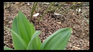 Когда открывать розы на Урале ? Первая подкормка.