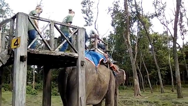 Как туристы садятся на слона. Читван, Непал смотреть онлайн