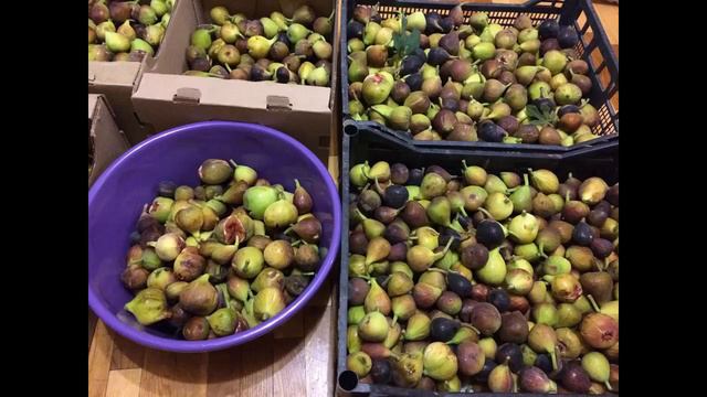 Выбор Сортов Инжира: Концентрация, Специализация, Диверсификация, Монетизация) смотреть онлайн