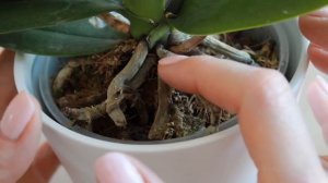 КАК ПОЛИТЬ ЦВЕТУЩУЮ ОРХИДЕЮ, ЧТОБЫ ОНА НЕ СБРОСИЛА ЦВЕТЫ   ПОЛИВ ОРХИДЕИ ФАЛЕНОПСИС