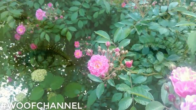 Цветы маргаритки и розы #WoofChannel музыкальное видео релакс смотреть онлайн