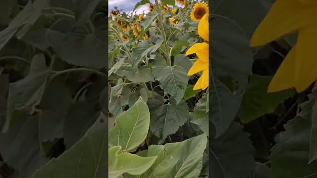 Поздний подсолнух диво-дивное, чудо-чудное 24 сентября смотреть онлайн