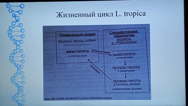 Протозоология. Лейшмании (Leishmania)