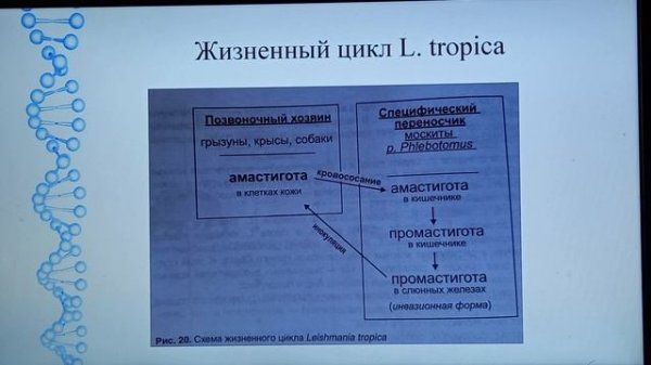 Протозоология. Лейшмании (Leishmania)