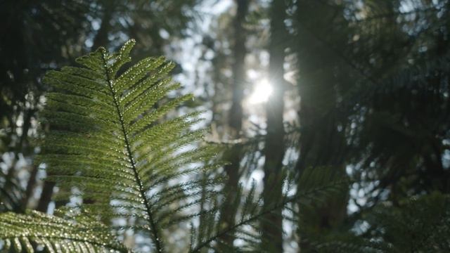 Mic Wireless Paling Worth It Buat iPhone! смотреть онлайн