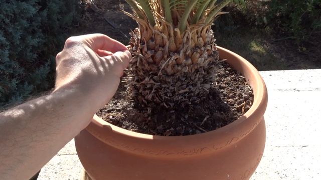 PLANTAS TÓXICAS 14: Cica O Palma De Sagú (Cycas Revoluta)