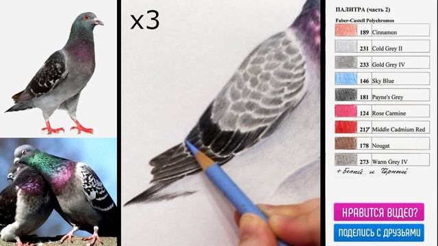 ГОЛУБЬ ?✔ Как нарисовать птицу цветными карандашами (часть 2) / HowToDraw A Pigeon