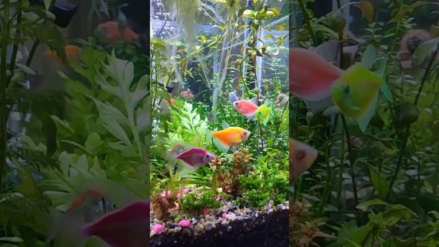 Тернеции и Стеклянный окунь смотреть онлайн