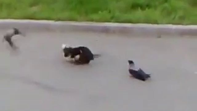 Бой кошек и ворон смотреть онлайн