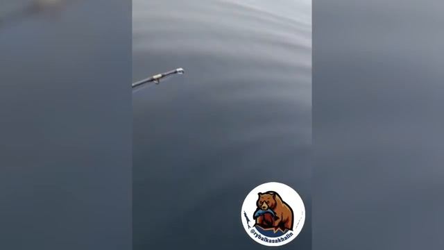 Сахалинские рыбаки сломали удочку, но вытащили огромного тунца в Холмском районе смотреть онлайн