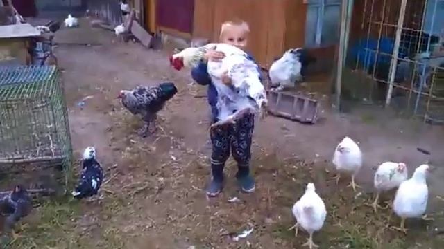 Петух-гигант самый добрый и послушный смотреть онлайн