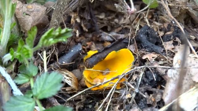 Калосцифа блестящая (Caloscypha fulgens) смотреть онлайн