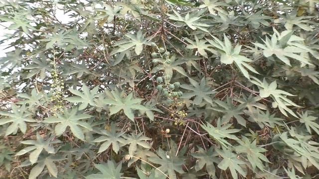 Сбор кактусов/ Cactus смотреть онлайн