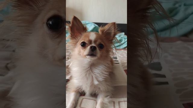 Моя общительная собака смотреть онлайн