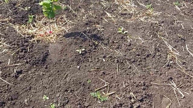 Опылители фундука. Обзор моего сада