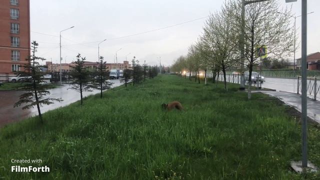 Не любим купаться , но зато любим дождик!!! Ричи боксер) смотреть онлайн