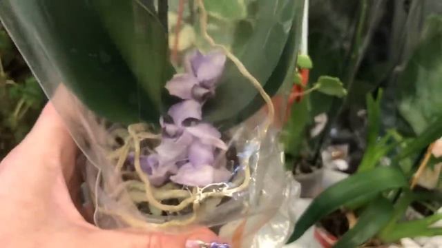Уценённые Цветы в Оби. На уценке Мильтония Сансет. смотреть онлайн