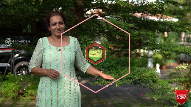 Beutiful Home Garden/ Garden Setting Ideas/Garden Tour/ Plants And Names | Garden Tour In Malayalam