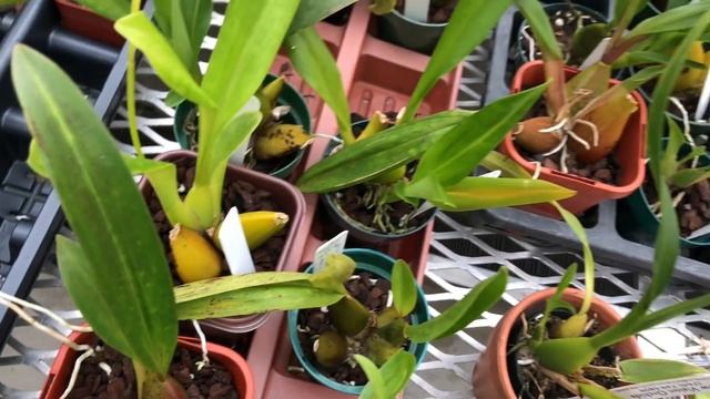 Орхидеи Кэрол.Ликаста,одонтоглоссум,фрагмипедиум,максиллария,катасетумы,каттлея,условия выращивания