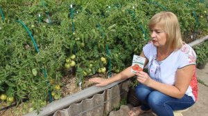 КАТЯ F1 для открытого грунта! ОБЗОР СОРТОВ ТОМАТОВ! Советы от ЗЕЛЕНОГО ОГОРОДА!