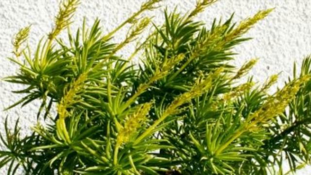 PEPEROMIA FERREYRAE- Linda Suculenta, De Fácil Cultivo!
