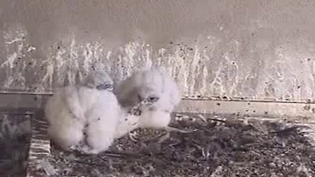 5/6/14 6:50 am: stretching and flapping; SCPBRG Falcons: SF PG&E peregrines смотреть онлайн
