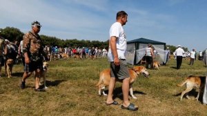 Всероссийская выставка гончих 2019 "Старшая возрастная группа РГ Выжлецы"