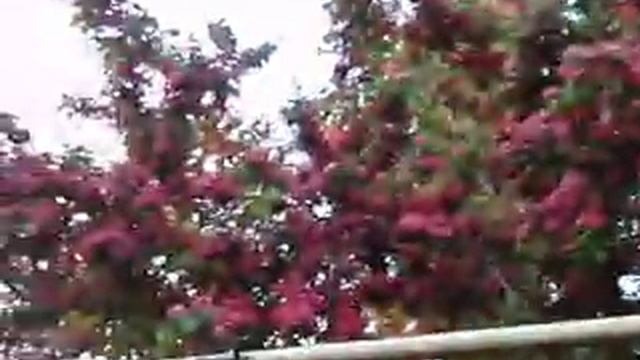 Ещё один красивый цветущий боярышник смотреть онлайн