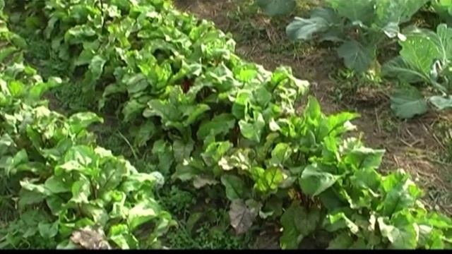 Огород (свекла-чеснок) в родовом поместье. 3 часть смотреть онлайн