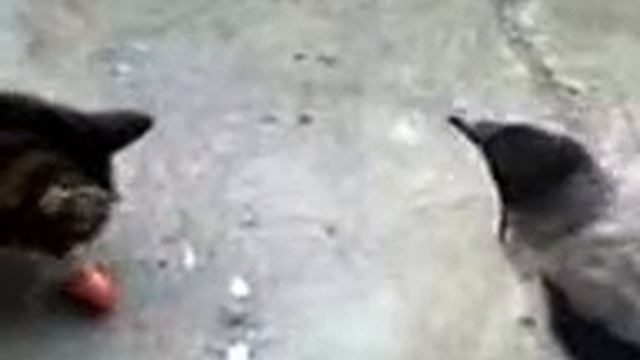 Ворона против котов