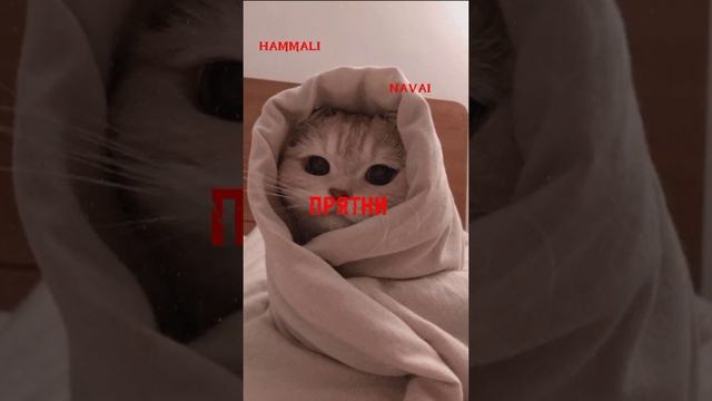 HammAli & Navai - Прятки (speed up) смотреть онлайн