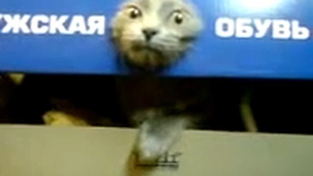 Белочка в дупле))) смотреть онлайн