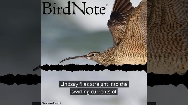 Migrations: A Whimbrel’s Wayward Journey смотреть онлайн