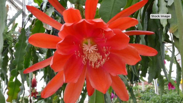Roberta's 2-Piece 3-in-1 Night and Day Epiphyllum Cactus on QVC смотреть онлайн