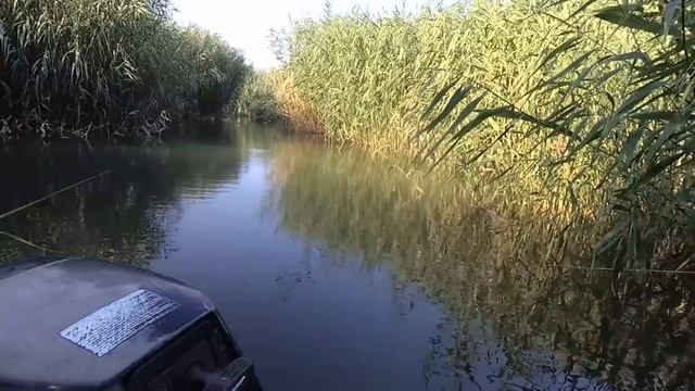Рыбалка в Дельте Или. Ловим дикого Амура на камыш. Сом на болоте смотреть онлайн