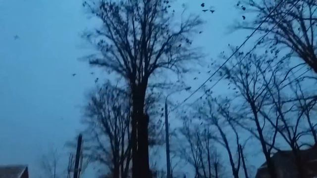 Вороны нападает в город смотреть онлайн