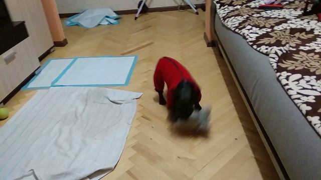 Французский бульдог Альма ели одели новый костюм смотреть онлайн