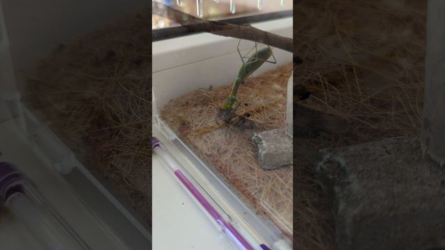 Богомол и кузнечик смотреть онлайн