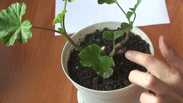 Как делать обрезку пеларгонии. Обрезка пеларгонии на омоложение. смотреть онлайн