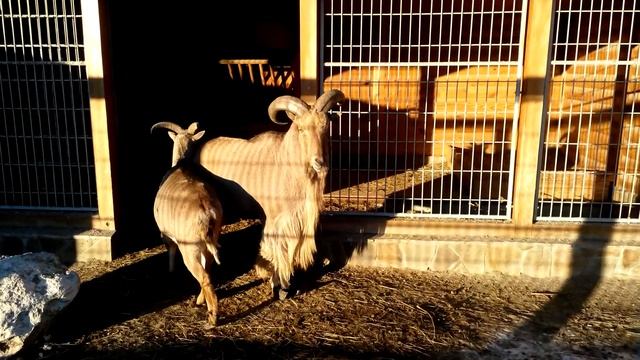 Баран гривистый (лат. Ammotragus lervia) зоопарк Киев смотреть онлайн