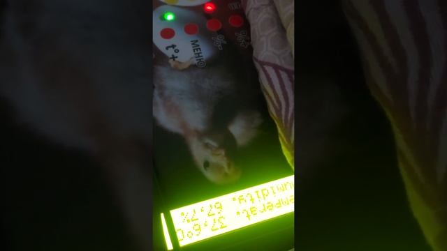 Подключение аккумулятора к инкубатору