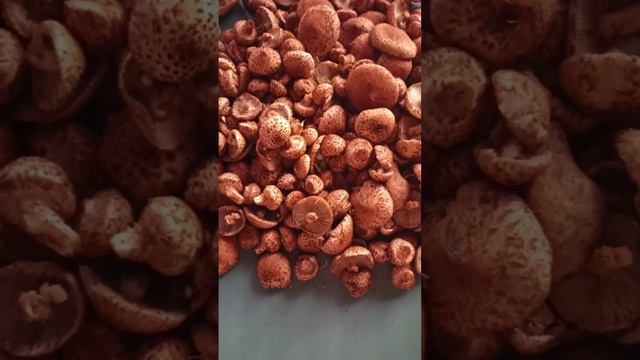 Чешуйчатка обыкновенная. Заготовка на зиму. смотреть онлайн