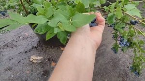 ?Голубика Норт-лэнд. Самый морозостойкий сорт.?