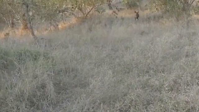 Kruger painted wolves 3 year lifespan, WildEARTH, PM Feb 16 2021, AM May 16 2021, PM Feb 25 2021 смотреть онлайн