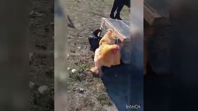 выставка голубей нижнегорский р н.желябовка.глазами любителя28 11 2020 смотреть онлайн