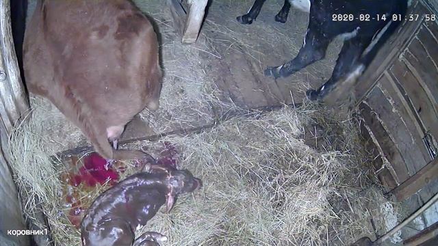 Отел первотёлки. Без помощи людей. Самое интересное в конце !!! Прочти описание !!! смотреть онлайн