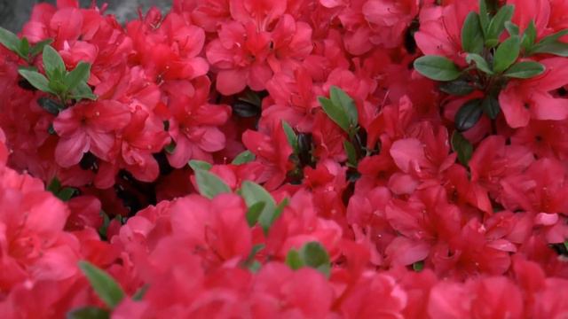 Azalia Japońska Fridoline