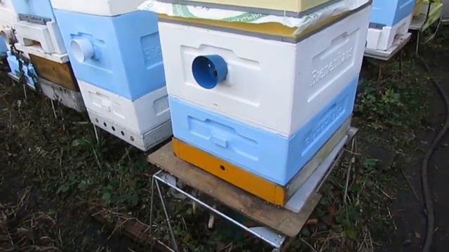 ответы на вопросы - как лучше перевести пасеку с деревянных ульев на ульи ППУ смотреть онлайн