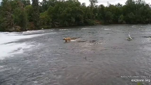 Утро-5 ч. Мишка уже на рыбалке, но его спугнул ну очень большой мишка# Alaska 2023 смотреть онлайн