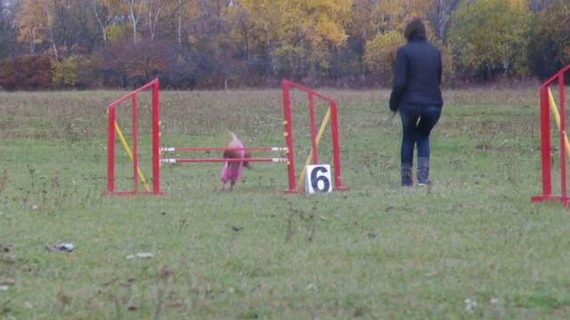 Пудель Нанет. Новичок. Аджилити. PЁS-RESPECT 2012. смотреть онлайн